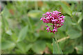 Red Valerian (Cetranthus ruber)