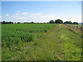 Crop Field off Chapel Lane