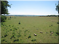 Field of Sheep of Brabourne Lane