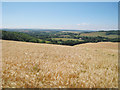 Wheat Field off Stone Street