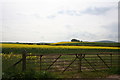 Oil Seed Rape