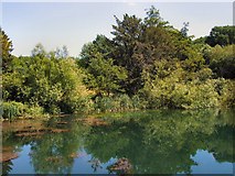 TQ3328 : Pond near Ardingly College by Paul Gillett