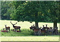 TQ3643 : Deer at the British Wildlife Centre, Newchapel, Surrey by Peter Trimming