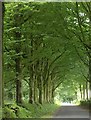 Road on Heydon Hill