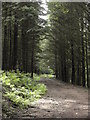 Forest Track in Craig yr Aber