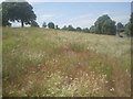 Wildflower meadow near Lesnes Abbey