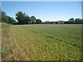 Wheat Field off Thorn Lane