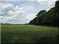 Thin Strip of Trees attached to Black Wood