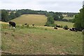 Cattle near Coombe Park