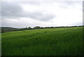 TQ3730 : An extensive Wheat field by N Chadwick