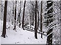 Steep steps in the wood