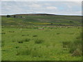 NY7159 : Pastures south of Ramshaw by Mike Quinn