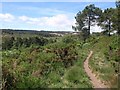 Path on Bicton Common