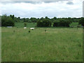 Cattle near Kingsmead