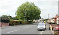 Tree at perimeter of a Liswerry school, Newport