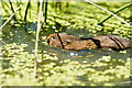 TQ3643 : Water Vole at the British Wildlife Centre, Newchapel, Surrey by Peter Trimming