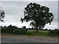 Tree at field entrance