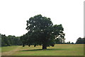 TG1907 : Single tree in Earlham Park by N Chadwick