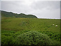 Sheep grazing in expansive meadow