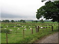 Field of sheep south of Dormanstead Farm