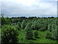 Woodland at Sawbridgeworth railway station