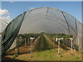 Strawberry Polytunnel