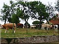 SE4776 : Village cows by Christine Johnstone