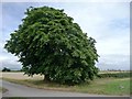 SE4676 : Horse chestnut tree by Christine Johnstone