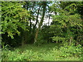 Woodland beside Thorpe Bassett Lane