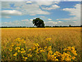 Oilseed and an oak, near Latton