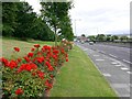 Roses along Sunderland Road