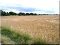 Corn ripening on Crank Hill