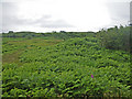 NM5026 : Dense vegetation on rising ground near Pennycross by C Michael Hogan