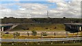 Magpies by the Motorway