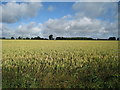 Wheat Field near Colfir Farm