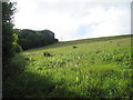 Field off Hogbrook Hill Lane