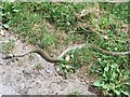 Grass snake