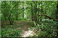 Path through the unnamed wood