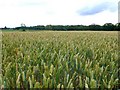 Wheat field