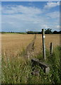 SK7480 : Footpath across a barley field by Andrew Hill