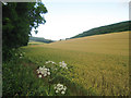 Wheat Field off Coombe Road