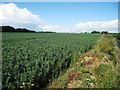 Crop Field off Abbey Road