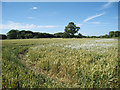 Wheat Field at Jacques Court