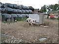 Pigs on Diamond Farm at Eason