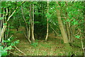 Coppiced woodland by the Greensand Way