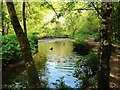 The River Lostock in Cuerden Valley