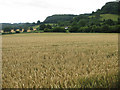 View to East  Dean