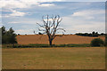 TL8349 : Lone tree near Glemsford by Bob Jones