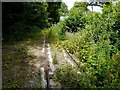 Light Railway passing through Cuckoo Wood