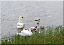 SD1771 : Swans at North Walney National Nature Reserve by Simon Huguet